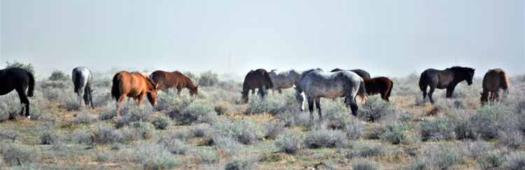 mustangs